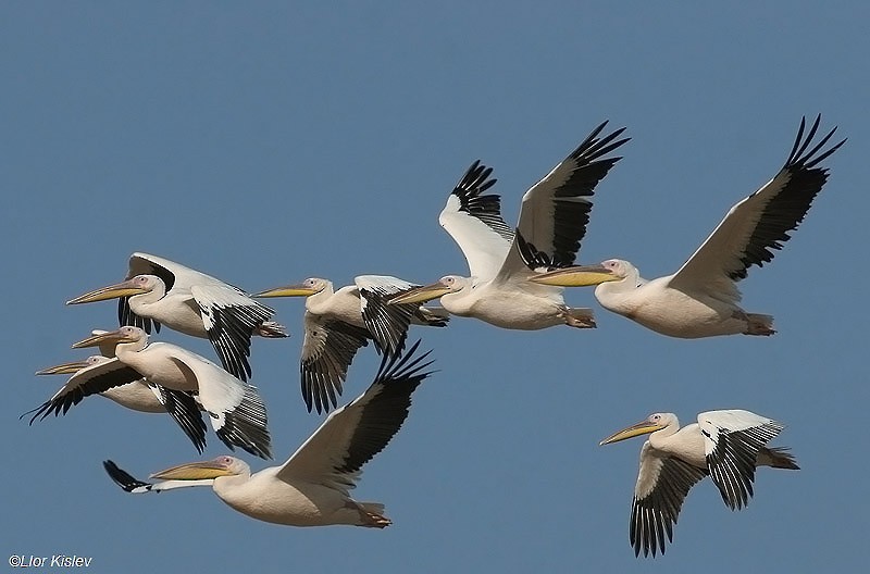 Great White Pelican - Lior Kislev