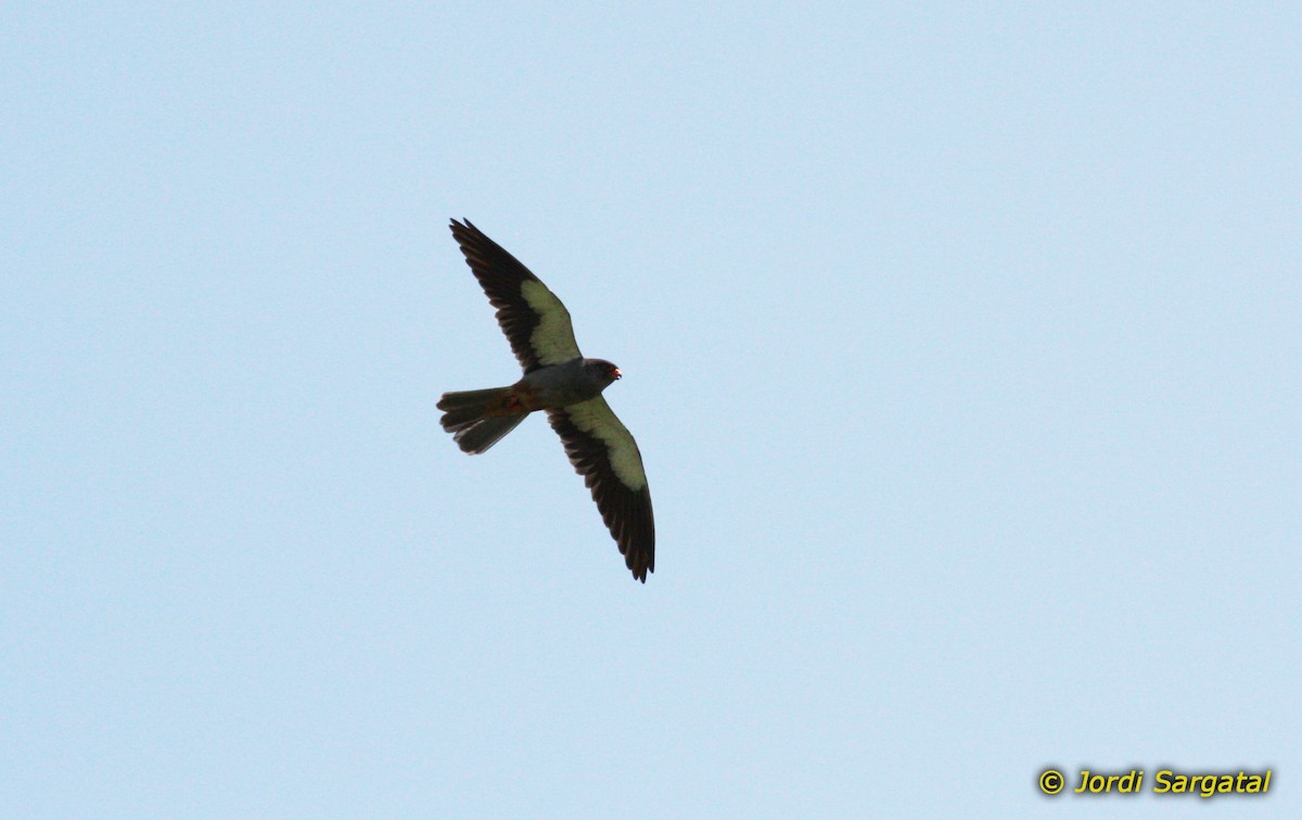 Amur Falcon - Jordi Sargatal Vicens