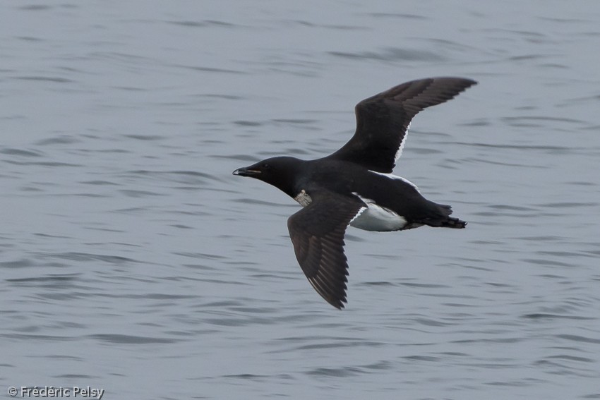 Thick-billed Murre - ML206171521