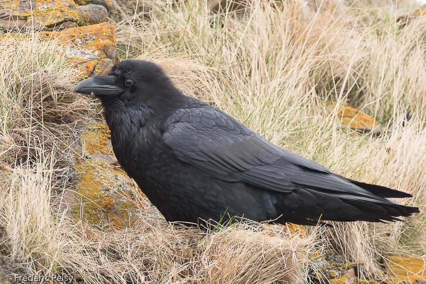 Common Raven - Frédéric PELSY