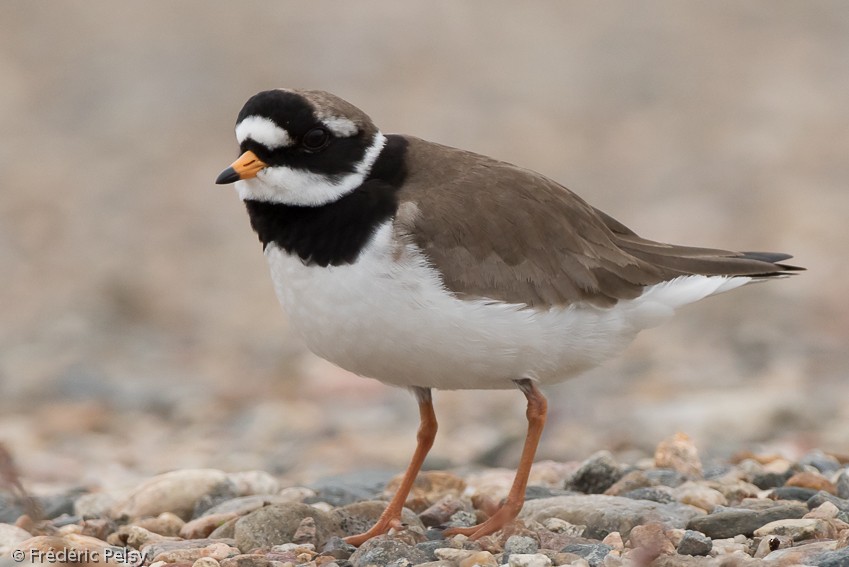 Common Ringed Plover - Frédéric PELSY