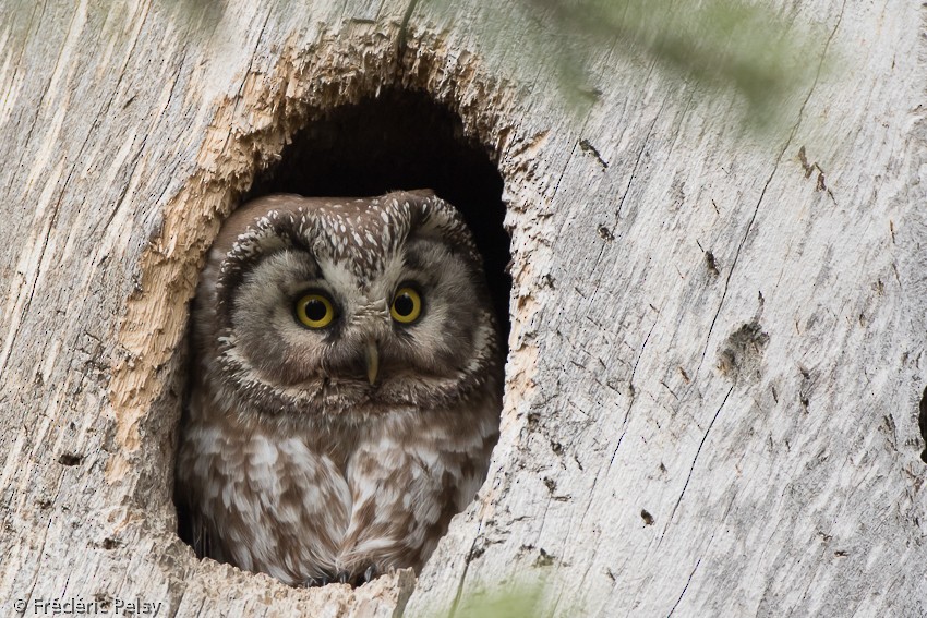 Boreal Owl (Tengmalm's) - Frédéric PELSY