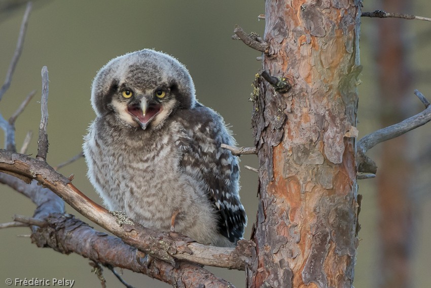 Northern Hawk Owl (Eurasian) - Frédéric PELSY
