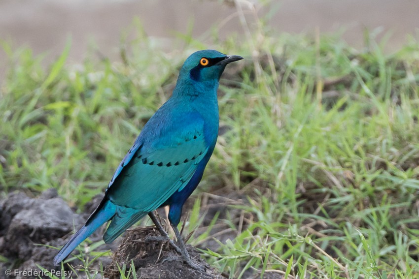 Greater Blue-eared Starling - ML206171971