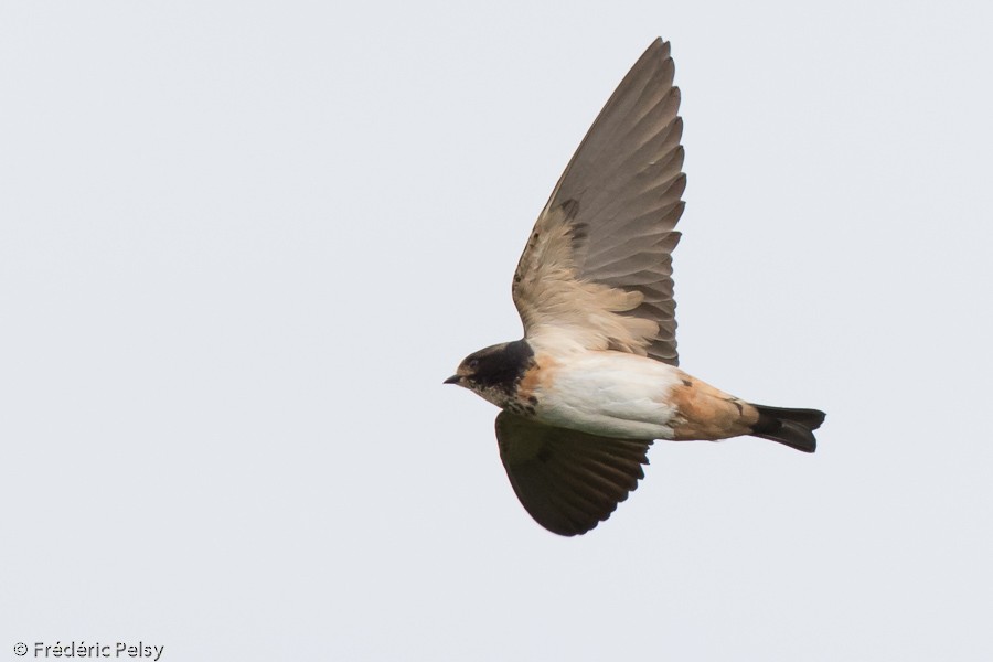 South African Swallow - Frédéric PELSY