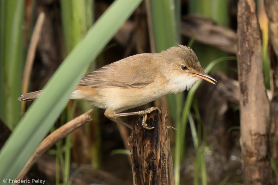 Common Reed Warbler (African) - Frédéric PELSY