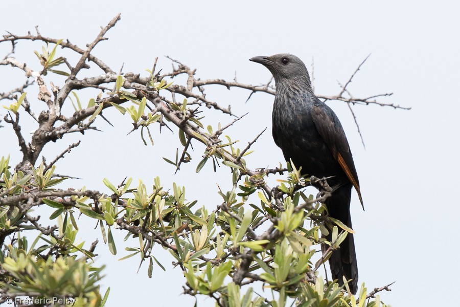 Red-winged Starling - ML206172311
