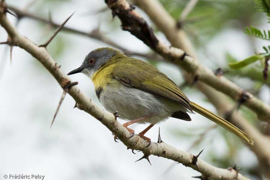 Yellow-breasted Apalis (Yellow-breasted) - ML206172341