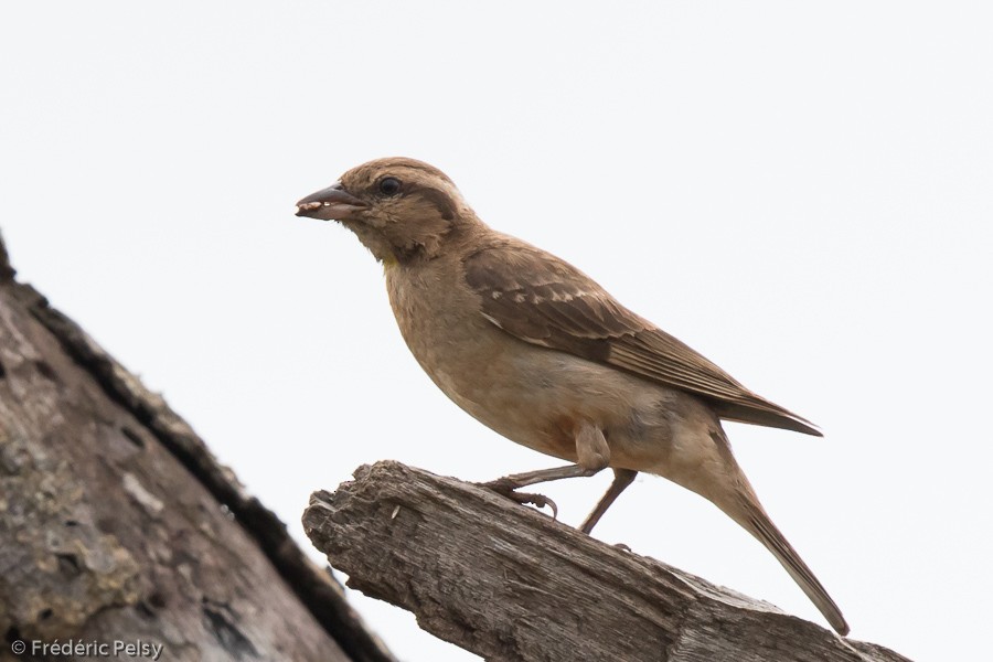 Yellow-throated Bush Sparrow - ML206172381