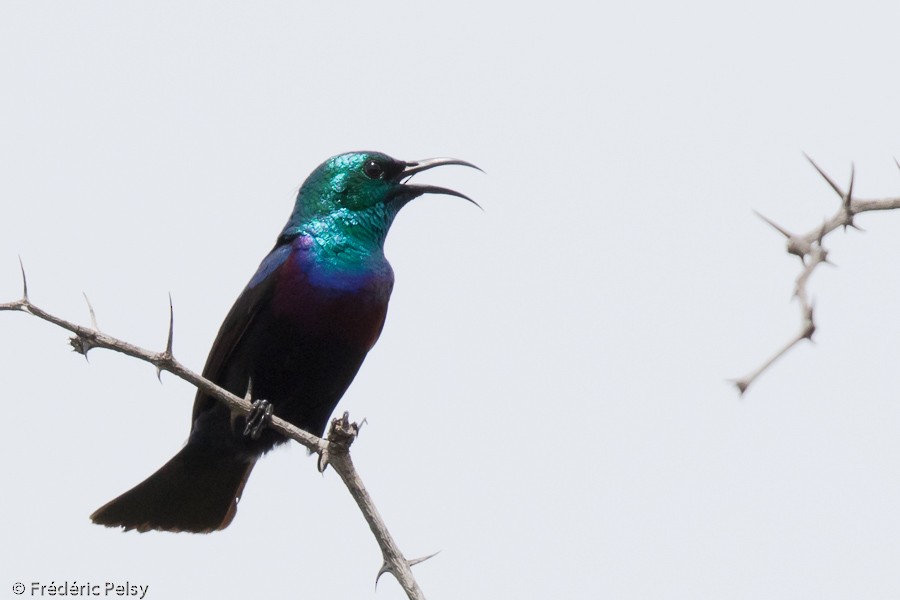 Purple-banded Sunbird - Frédéric PELSY