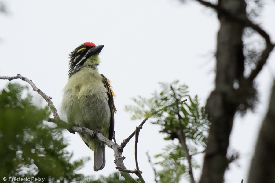 Red-fronted Tinkerbird - Frédéric PELSY