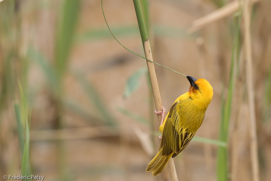 Southern Brown-throated Weaver - Frédéric PELSY