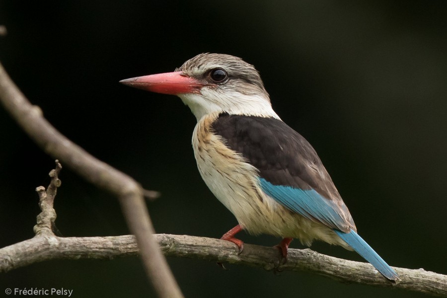 Brown-hooded Kingfisher - Frédéric PELSY