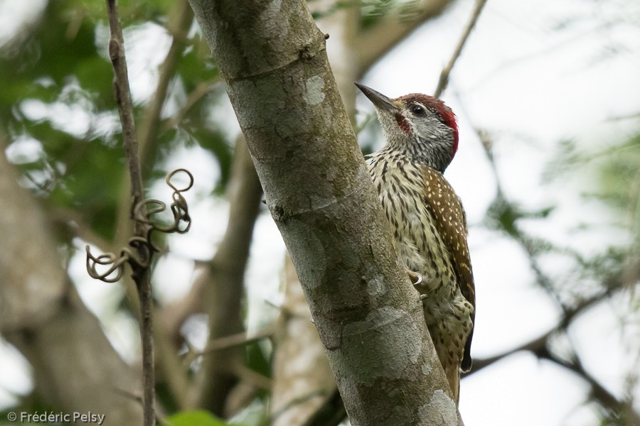 Golden-tailed Woodpecker (Golden-tailed) - Frédéric PELSY
