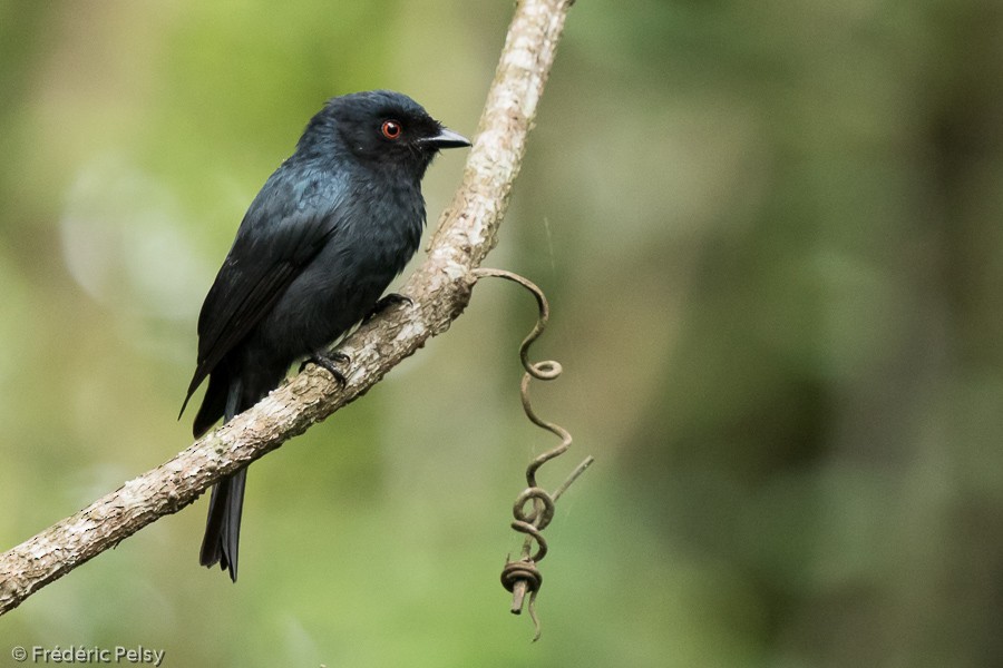 Square-tailed Drongo - ML206172691