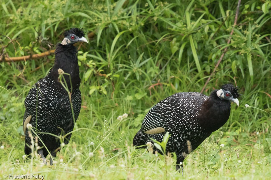 Southern Crested Guineafowl - ML206172781