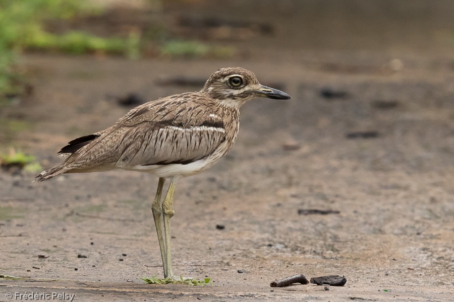 Water Thick-knee - Frédéric PELSY