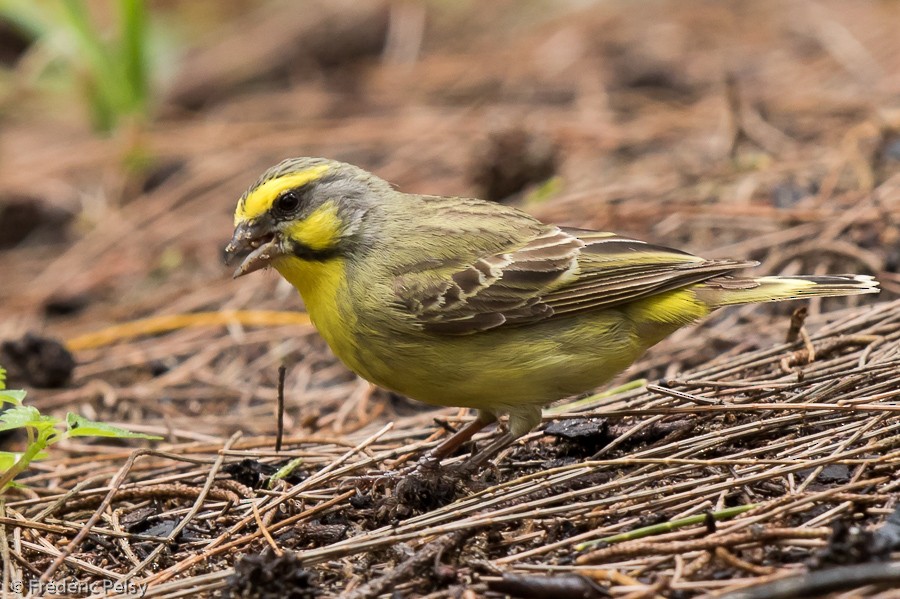 Yellow-fronted Canary - ML206172881