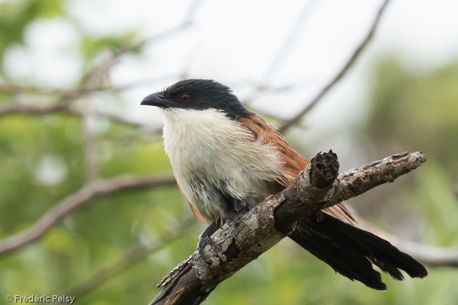 White-browed Coucal (Burchell's) - Frédéric PELSY