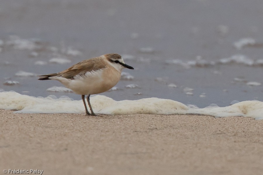 White-fronted Plover - Frédéric PELSY