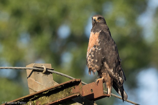 国内即発送】 レア！アカクロノスリ（Jackal buzzard）頭骨