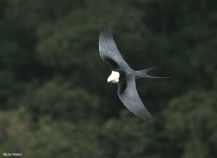 Swallow-tailed Kite - Lior Kislev