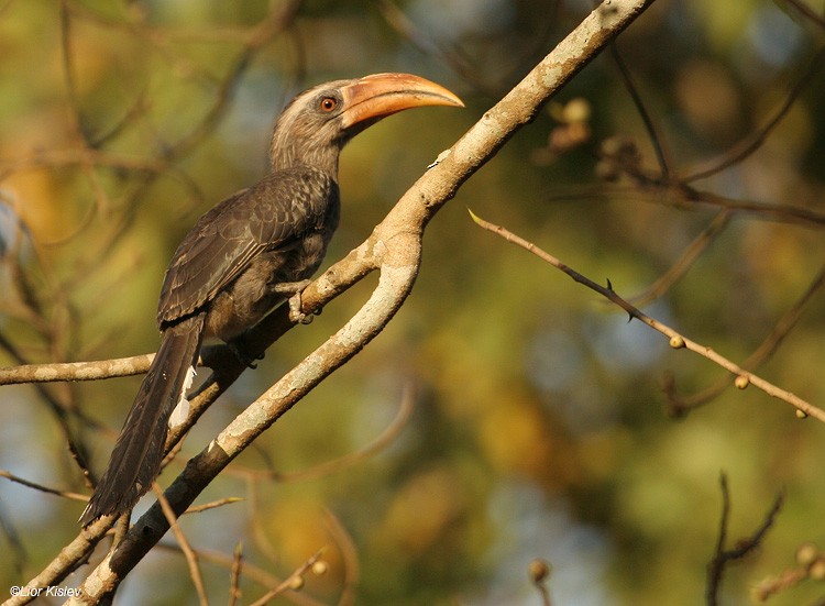 Malabar Gray Hornbill - Lior Kislev
