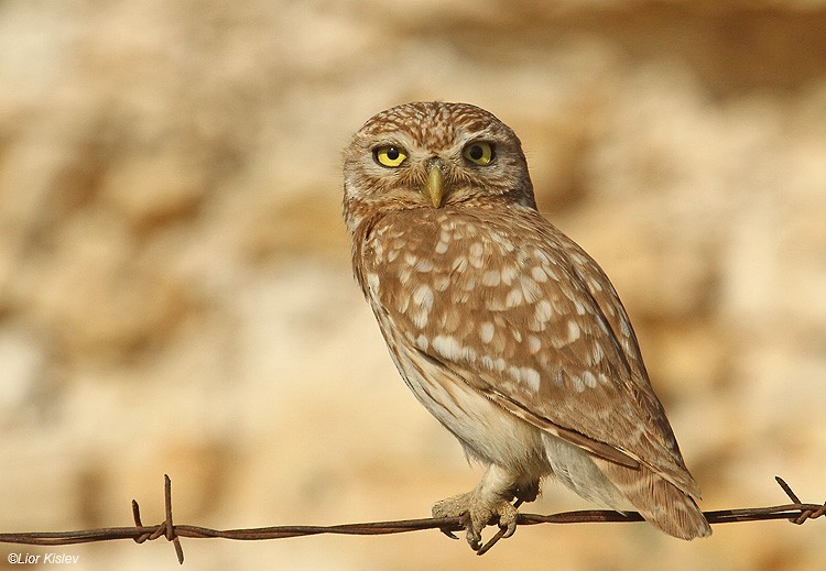 Little Owl - Lior Kislev