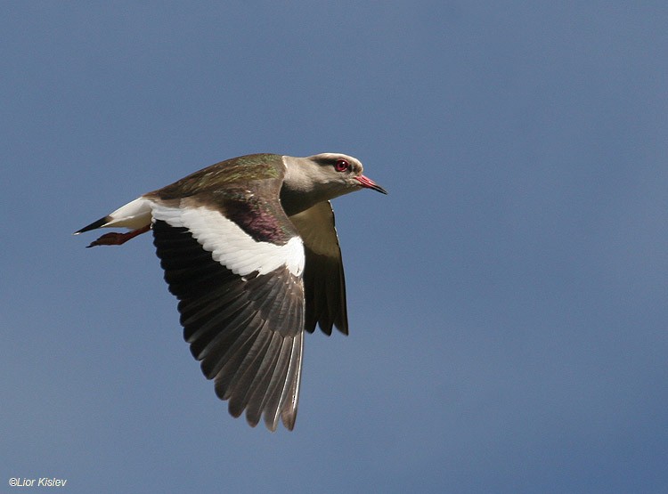 Andean Lapwing - ML206173401