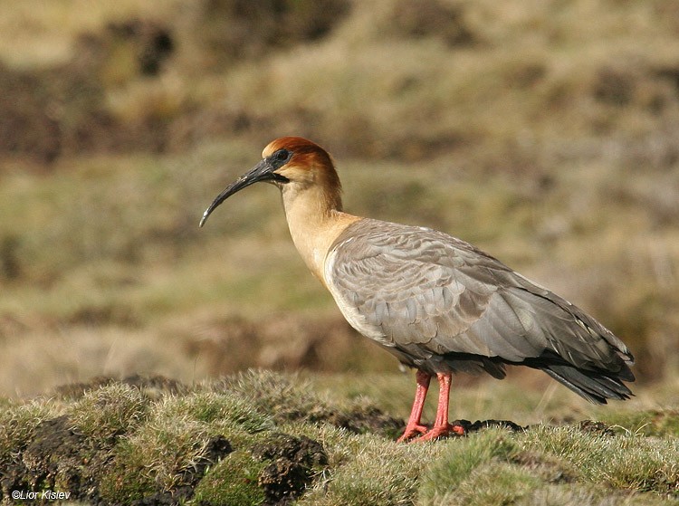 Andean Ibis - ML206173411