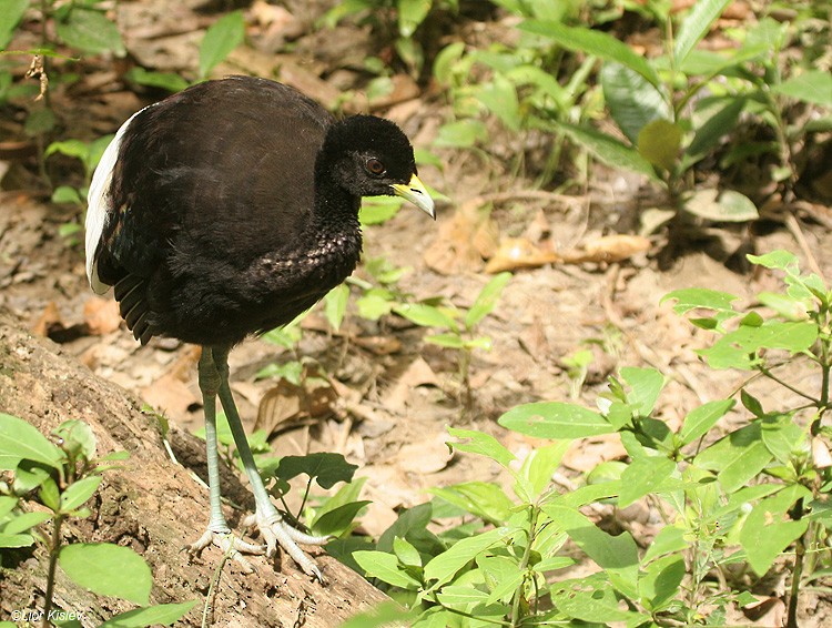 Pale-winged Trumpeter - ML206173511