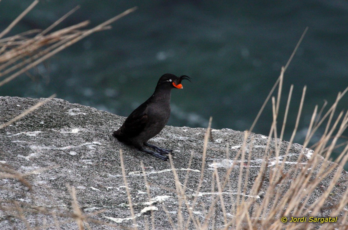 Crested Auklet - ML206173941