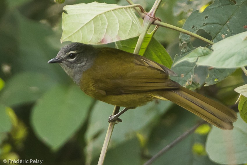 Eastern Mountain Greenbul (Olive-breasted) - Frédéric PELSY
