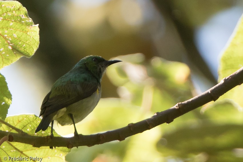 Green Sunbird (Gray-throated) - Frédéric PELSY