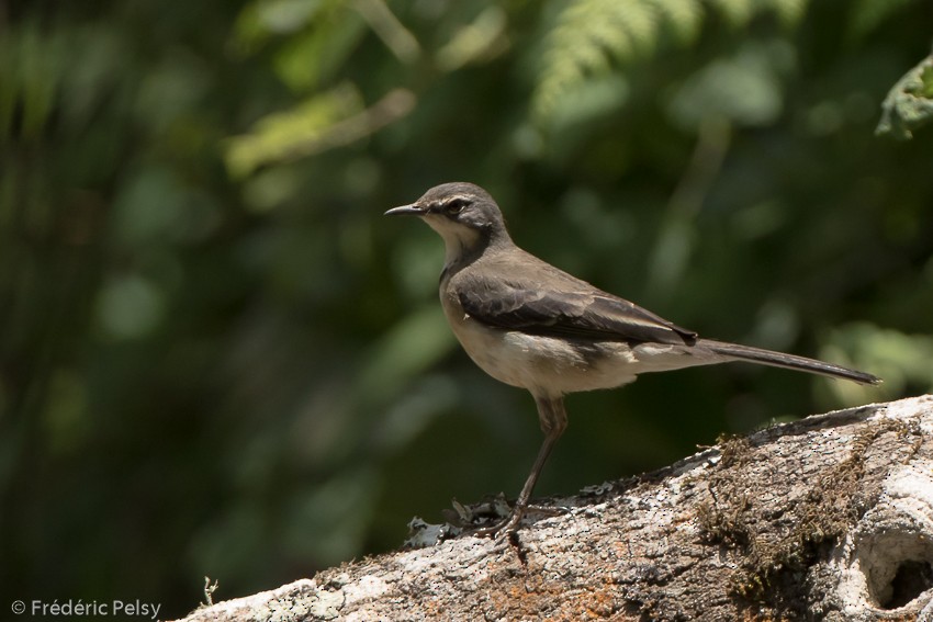 Cape Wagtail - ML206174071