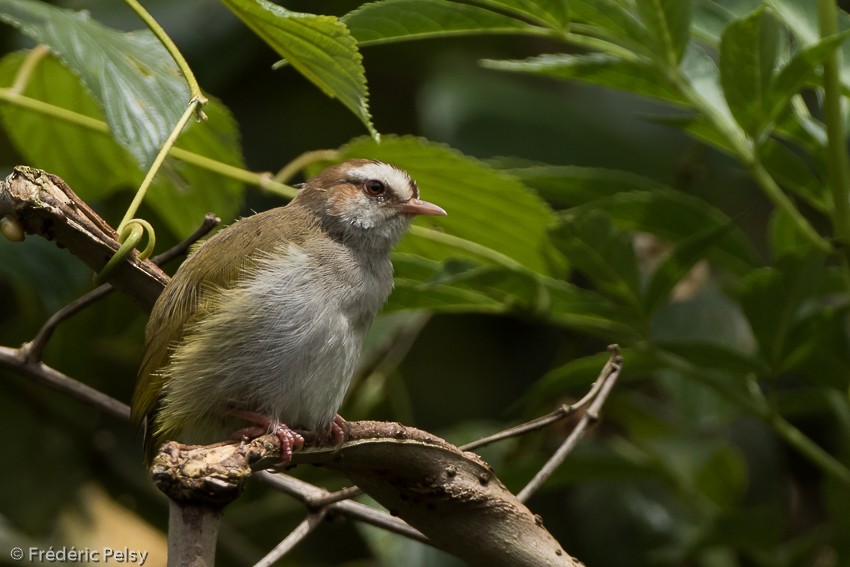 White-browed Crombec (White-browed) - ML206174441