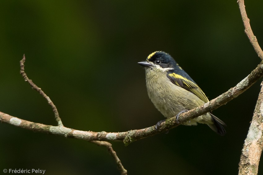 Western Tinkerbird (Eastern) - Frédéric PELSY