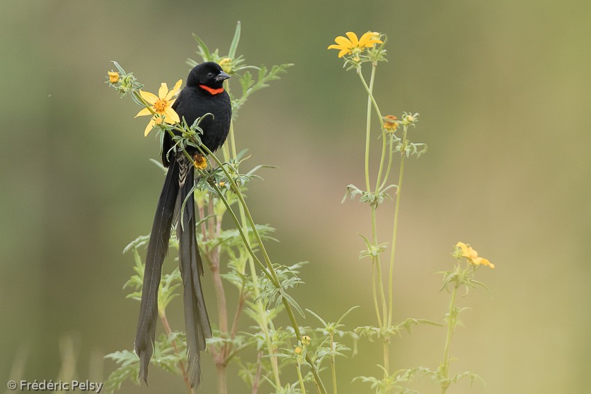 Red-collared Widowbird - Frédéric PELSY
