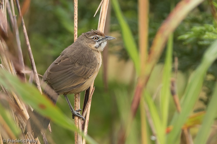 Moustached Grass-Warbler - ML206174631
