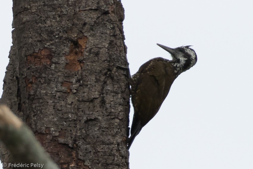 Golden-crowned Woodpecker - ML206174731
