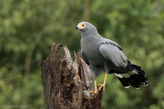 how big is a harrier hawk