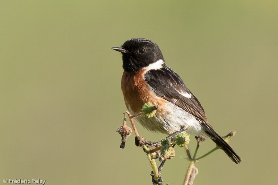 African Stonechat (African) - Frédéric PELSY