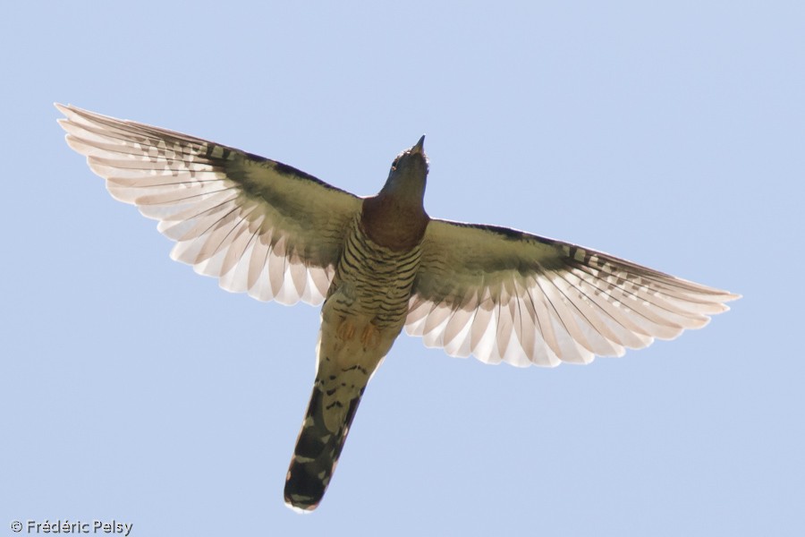 Red-chested Cuckoo - ML206174831