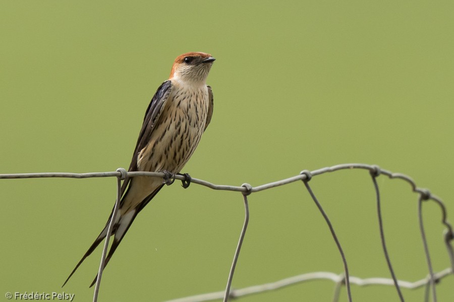 Greater Striped Swallow - ML206174901