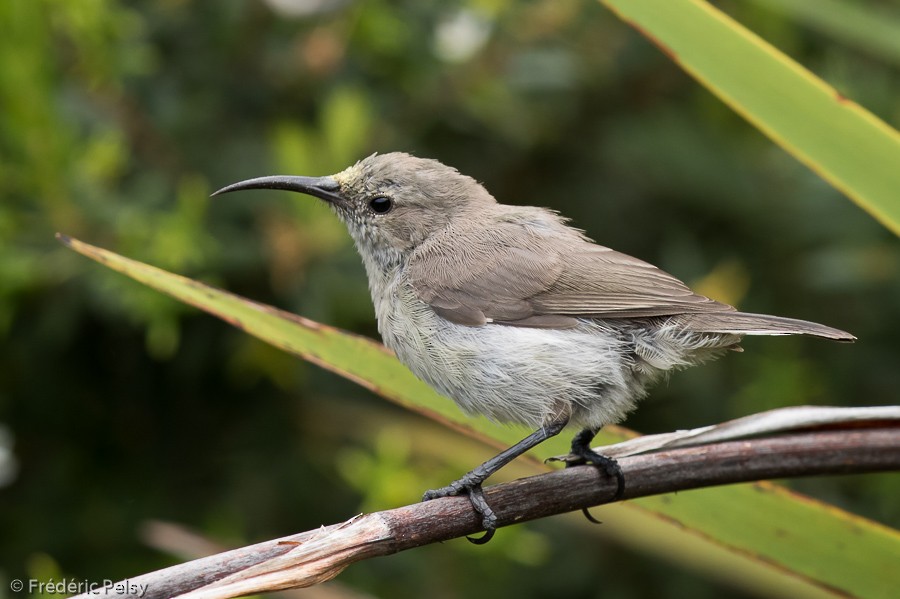 Southern Double-collared Sunbird - ML206175201
