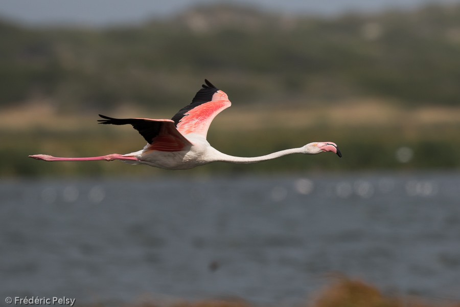 Greater Flamingo - Frédéric PELSY
