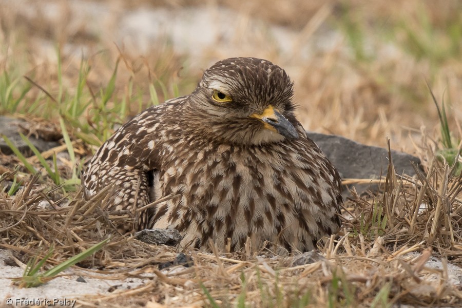 Spotted Thick-knee - Frédéric PELSY