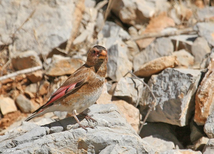 Crimson-winged Finch (Eurasian) - ML206175531