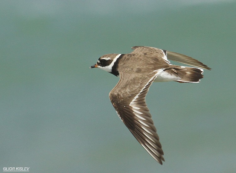 Common Ringed Plover - ML206175661