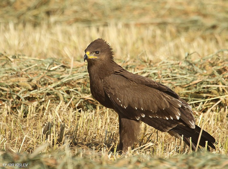 Lesser Spotted Eagle - Lior Kislev